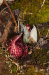 Skunk cabbage